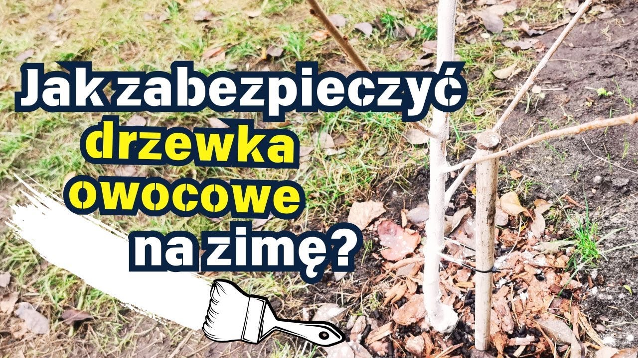 Jak zabezpieczyć drzewka owocowe na zimę? 🌳 ❄️ 🌳