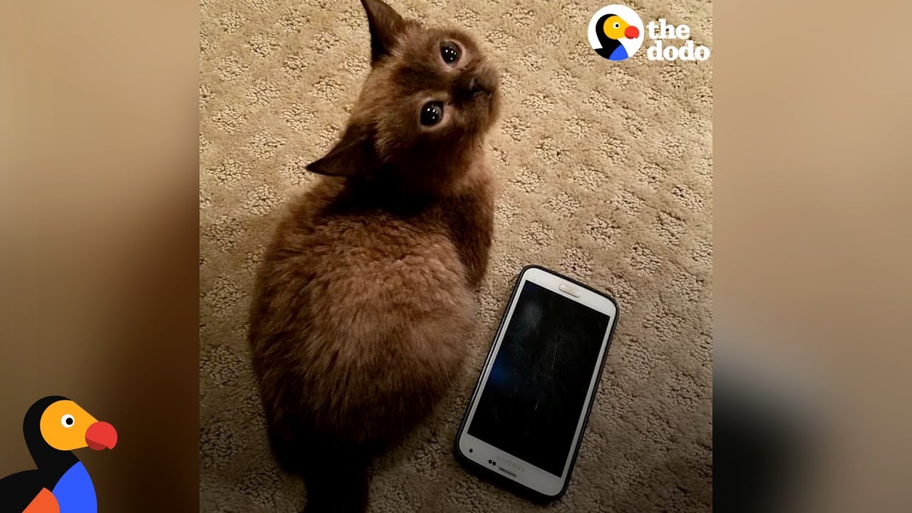 Blind Mini Cat Gives Her Mom Kisses - MILI | The Dodo