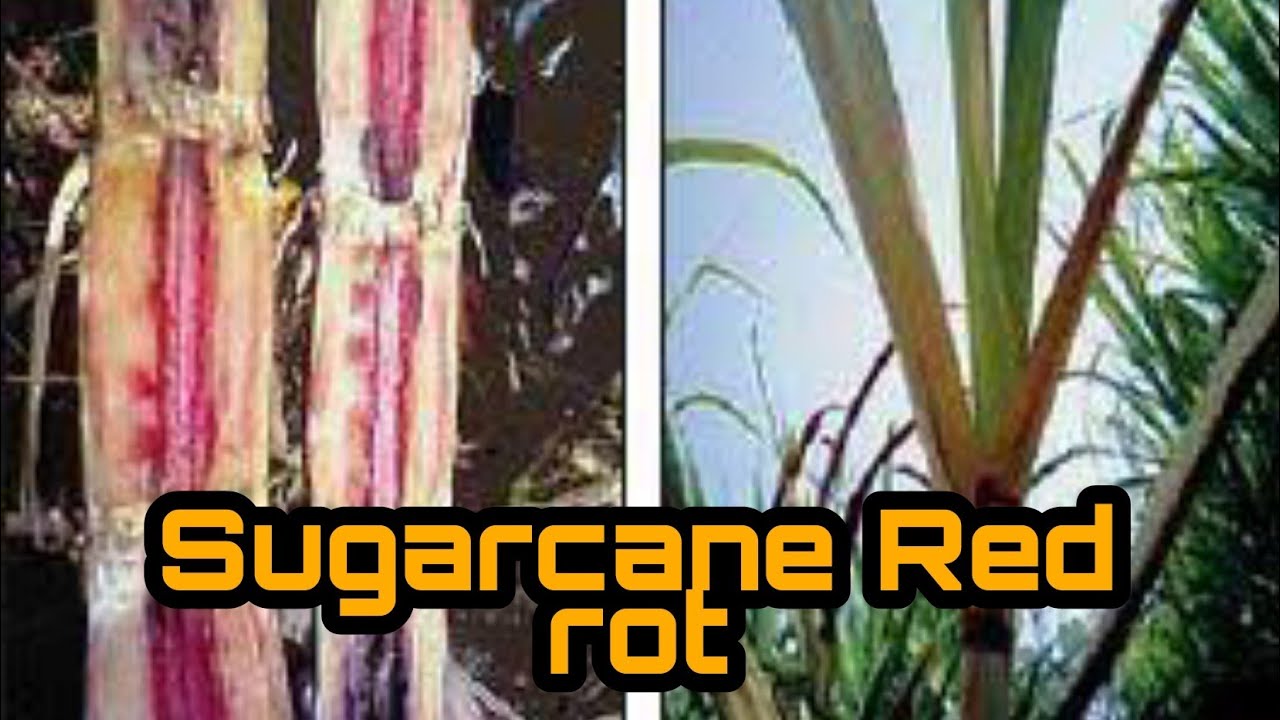 Sugar Cane Red Rot Disease Symptoms , Pathogen , Management explained