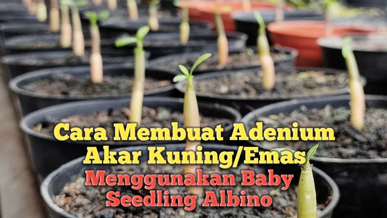 Membuat Adenium Akar Emas dari Seedling Albino. (How to Make Golden Yellow Root, Using Albino Seed.)