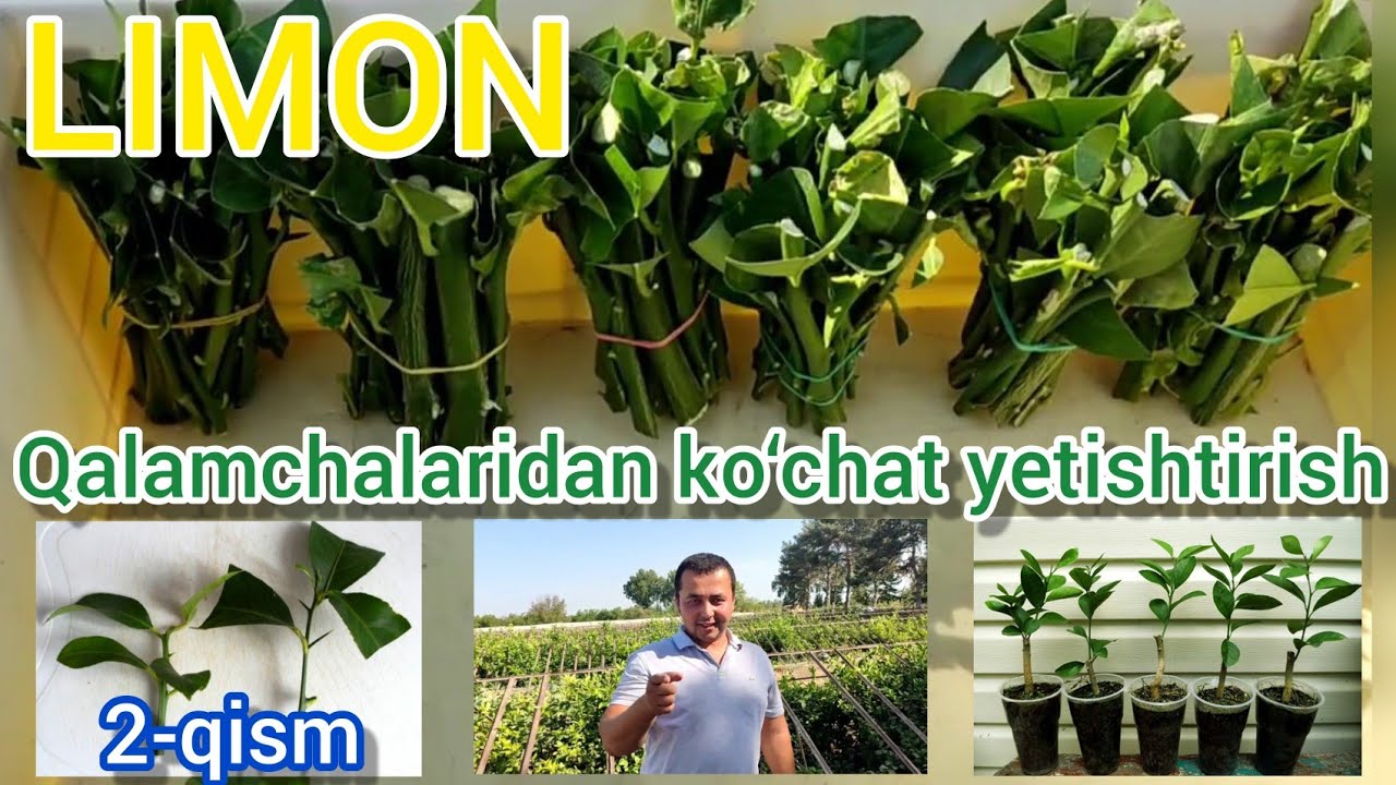 Limon qalamchalaridan ko‘chat yetishtirish. Qisqa metrajli film. 2-qism.