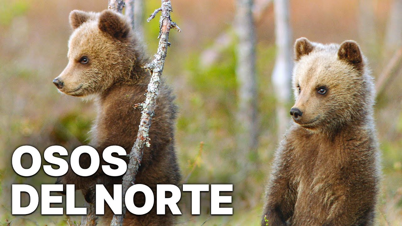 Osos del Norte | Documental sobre la naturaleza