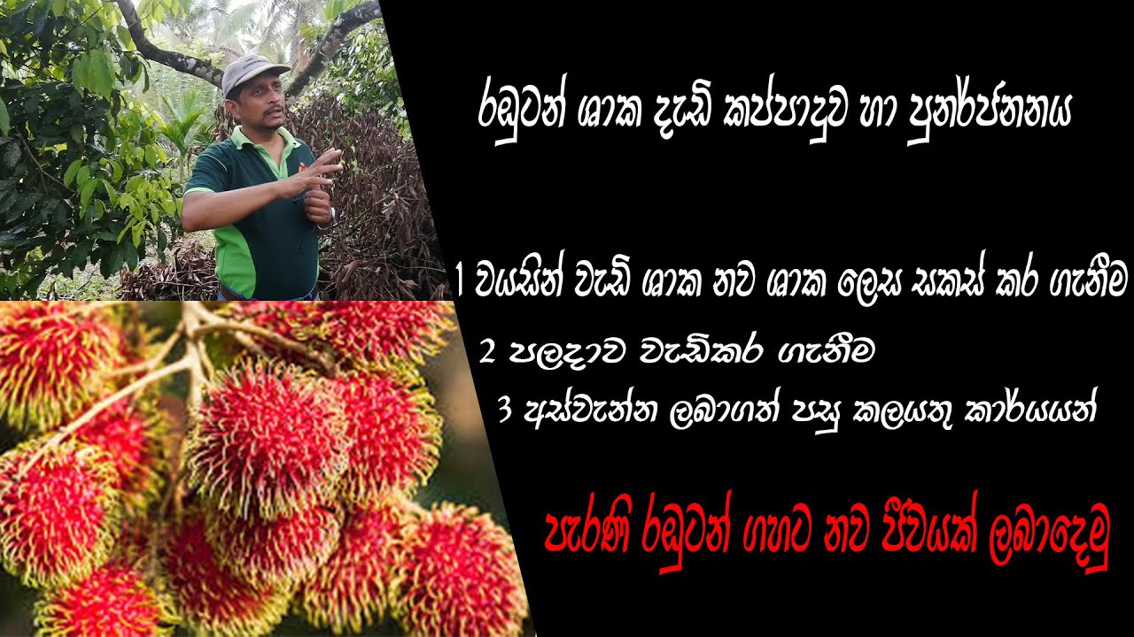 rambutan kappaduwa