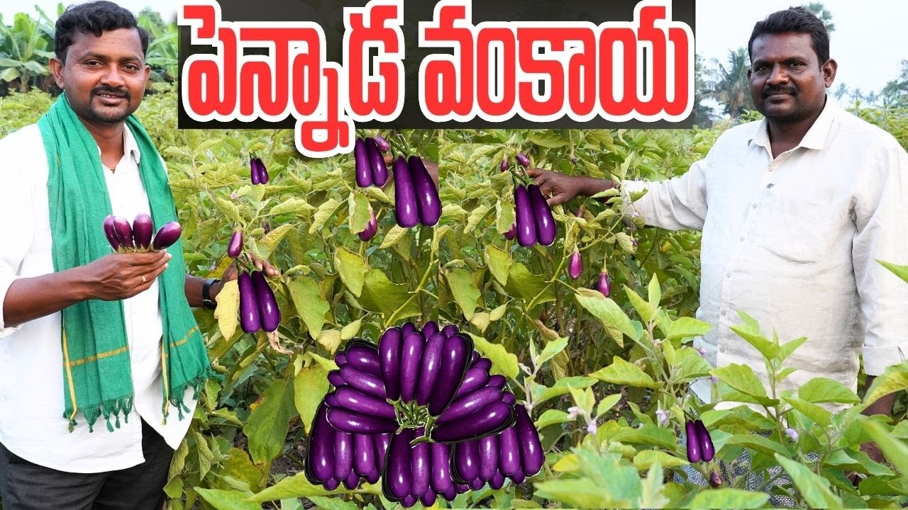 పెన్నాడ నాటు వంగ సాగు | Pennada Brinjal Farming