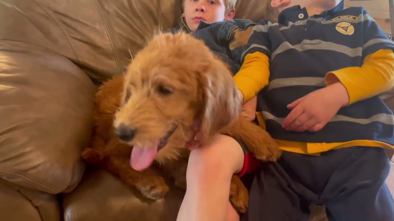Check out Jack! Labradoodle