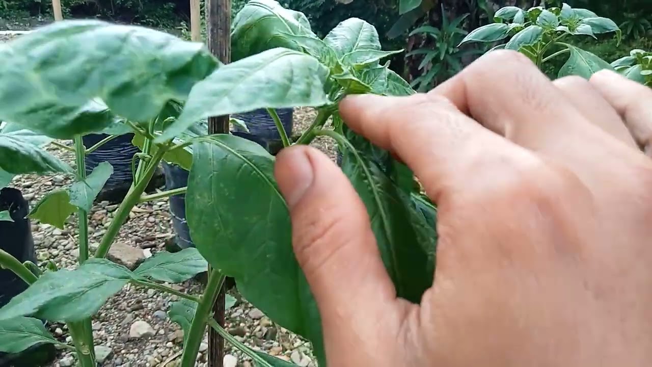 pertumbuhan cabe kaliber di poly bag !