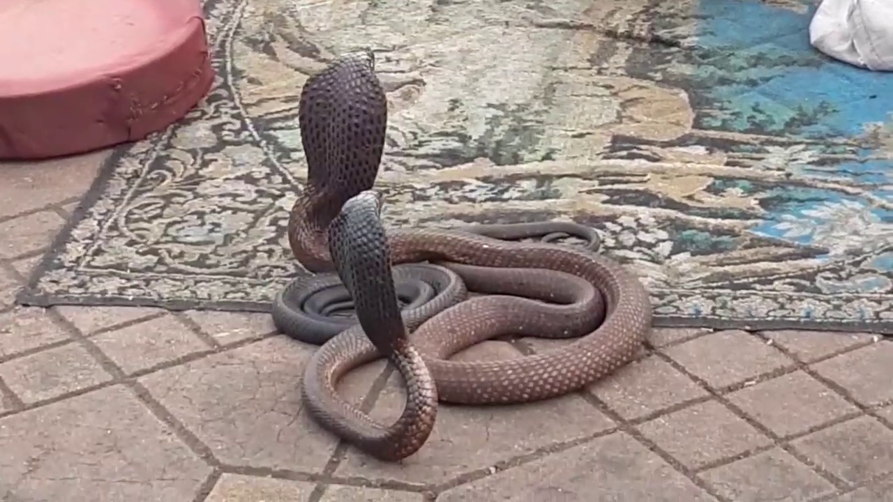 شاهد مروض  الثعابين  باحث عن لقمة العيش بين أنياب الافاعي