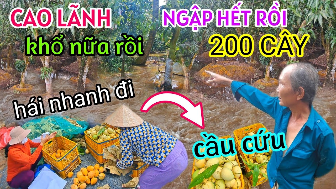 KHỔ NỮA RỒI CAO LÃNH NGAY LÚC NÀY HÀNG 100 CÂY XOÀI NGẬP LỤT KHỦNG KHIẾP NGƯỜI DÂN BẤT LỰC CẦU CỨU!!
