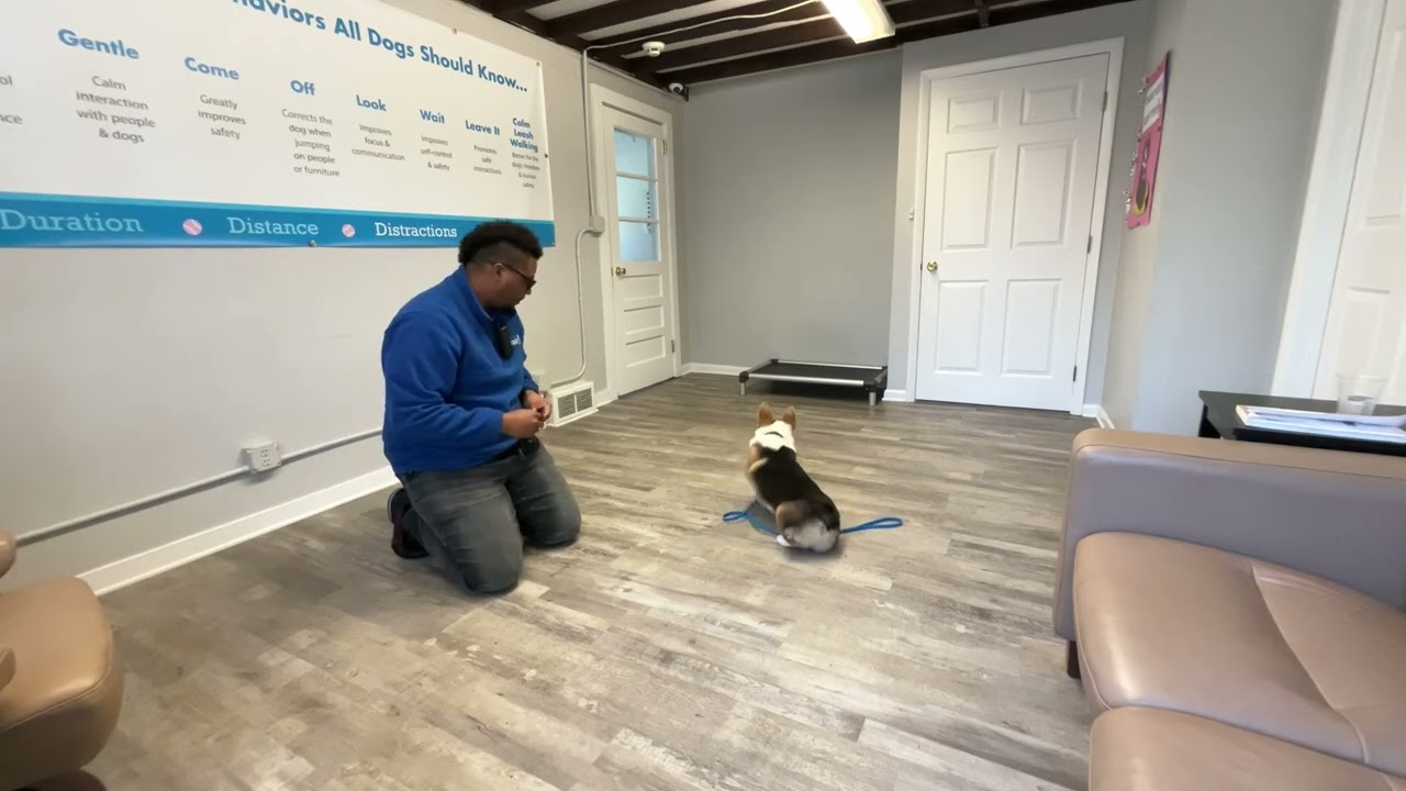 Miso- Working on sit, look, recall, leash walking and down.