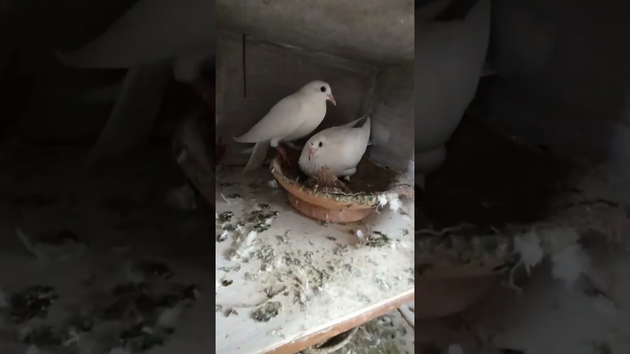 #buntypigeon