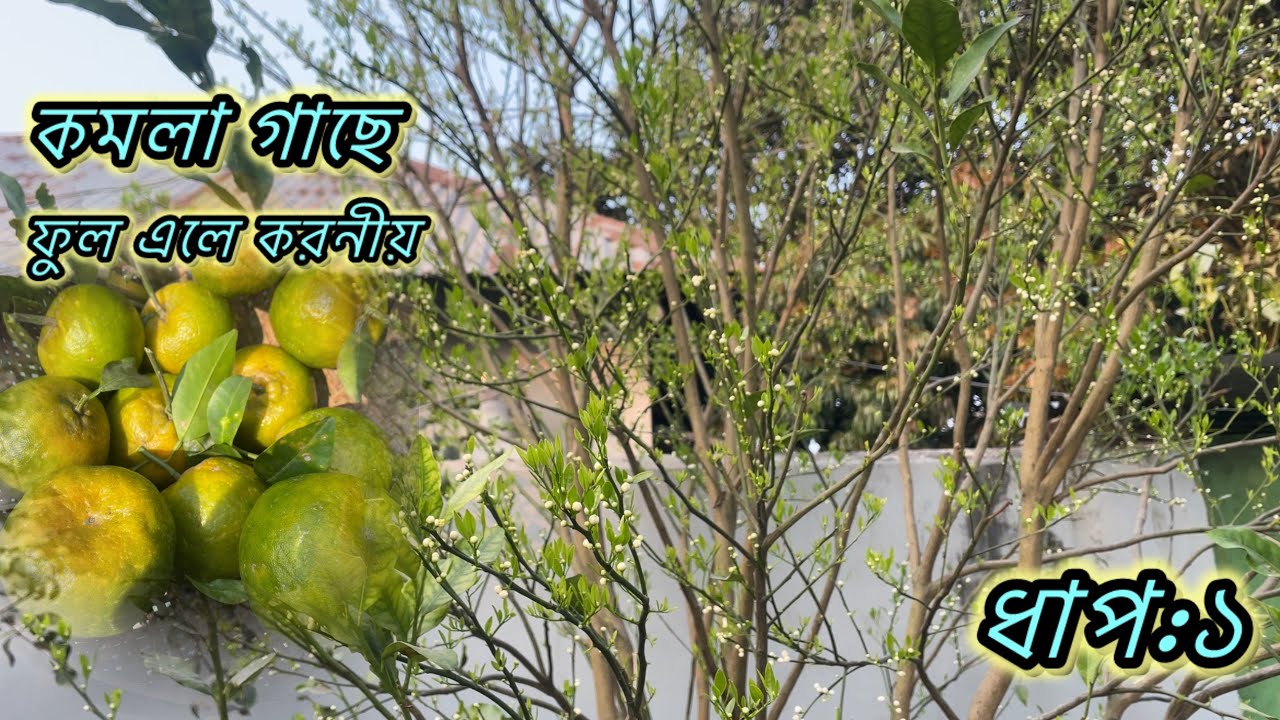 কমলা গাছে ফুল আসার পর প্রথম ধাপে স্প্রে।