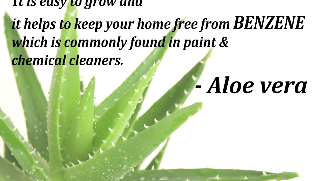 AIR Purifying Plants