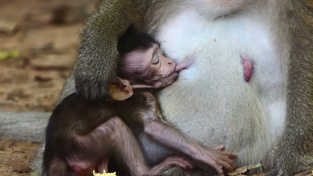 Mommy Breast Feeding Little Baby Monkey Draya