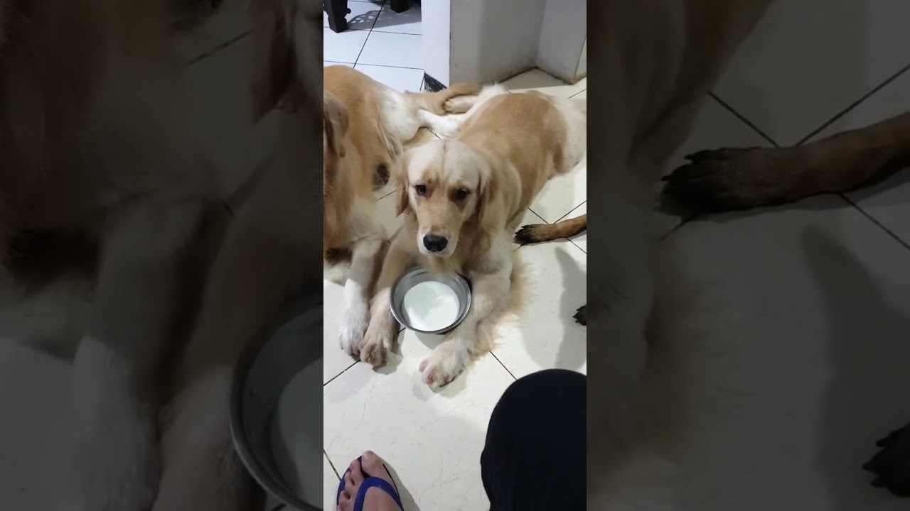 Lucunya Anjing Bima Aryo yang Lucu & Penurut