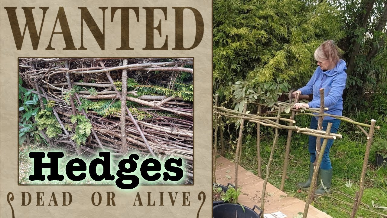 Hedges Wanted - Dead or Alive! Dead hedging & hedge training.
