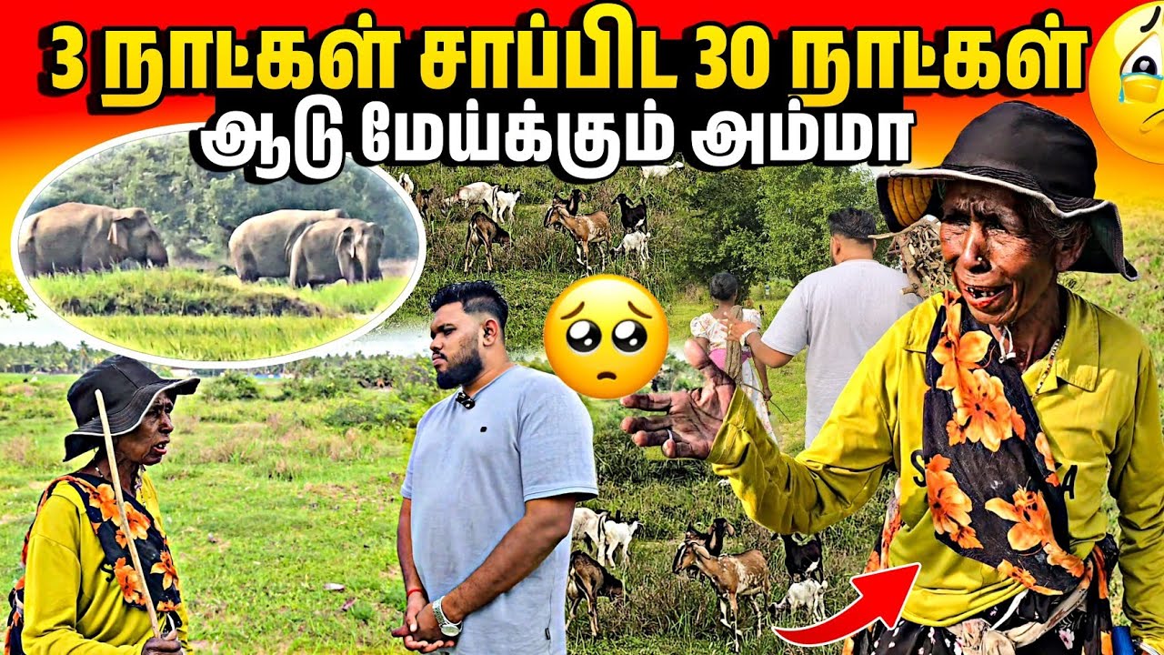 மூன்று நாட்களுக்கு சாப்பிட 30 நாட்கள் ஆடு மேய்க்கும் தாய் 🥹| Voice of Anushan 