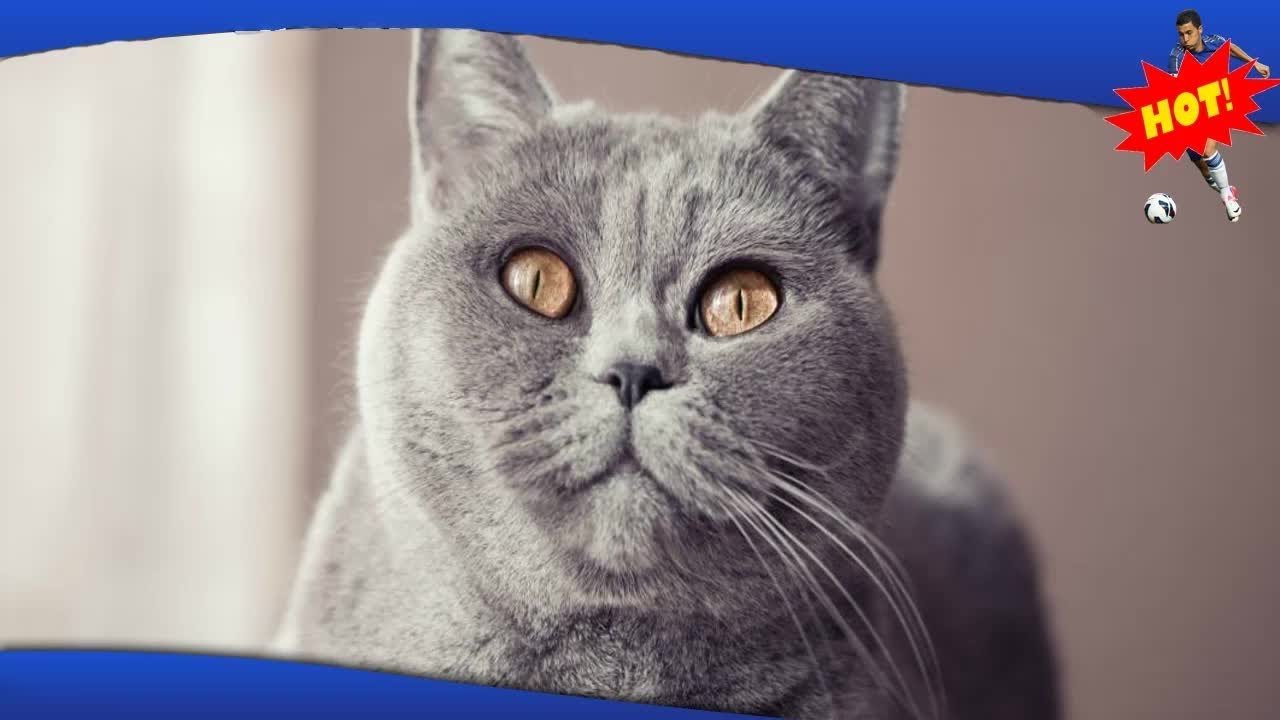 ✅ 15 redenen waarom Britse kortharen de allerzaligste katten zijn