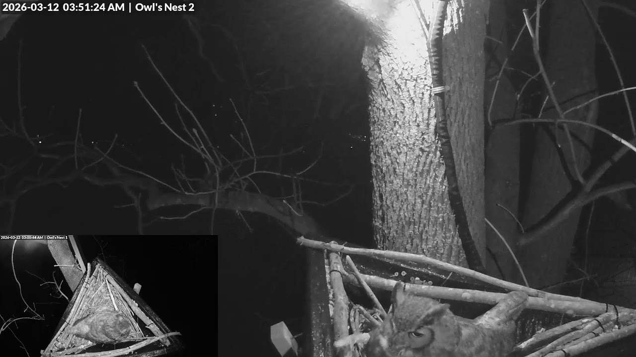 GreatHornedOwls - March 11, 2026