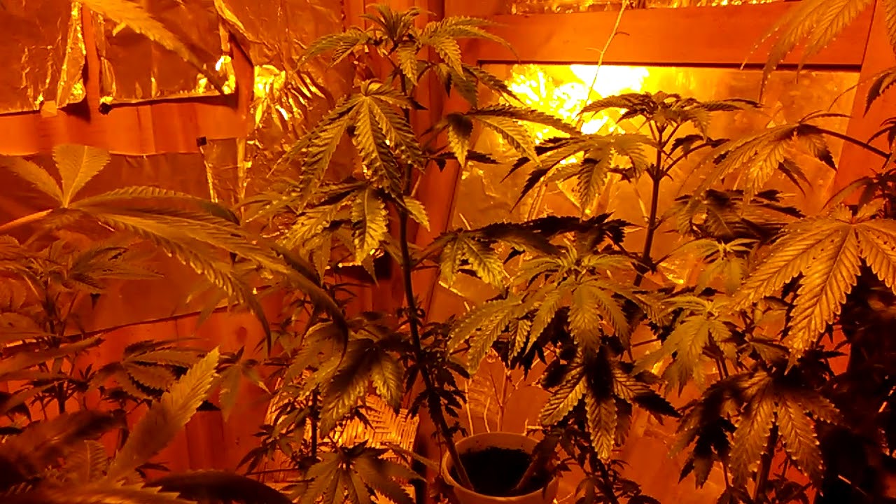 A minute in the &reg;Elite garden 🌿    - a little update on what's going on 🌱 💚