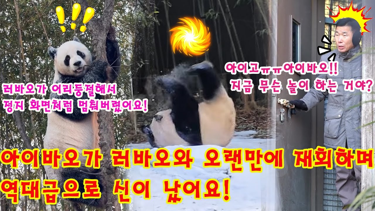 맙소사!!💥아이바오가 러바오와 오랜만에 재회하며 역대급으로 신이 났어요!아이바오의 행동에 러바오 가 어리둥절하며 그대로 '얼음'이 됐어요🤣ㅋㅋ