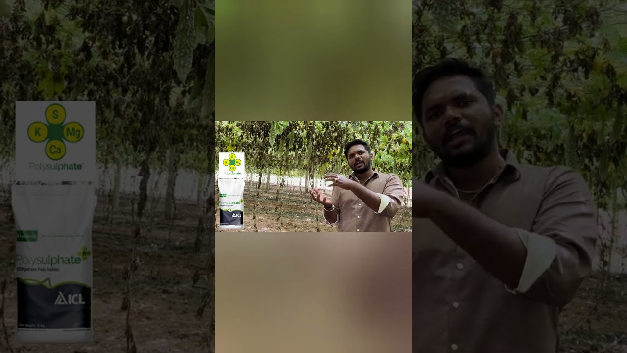 #polysulphate பாலி சல்பேட் உரத்தின் பயன்கள்