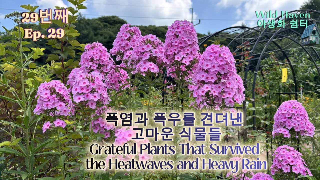 무더위와 폭우 속에서 견디기에 더욱 아름다운 정원의 꽃들/야생화 쉼터/Resilient Plants Surviving Summer’s Fury/Wild Haven