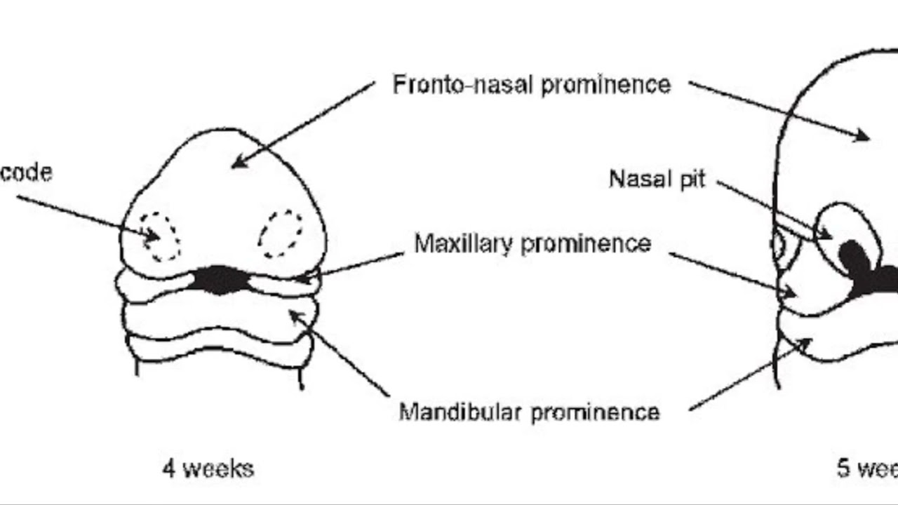 ONTOGENY RECAPITULATES PHYLOGENY