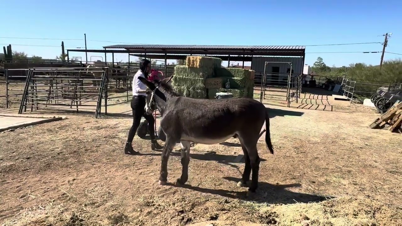 Crystal Haire obstacle 2025￼