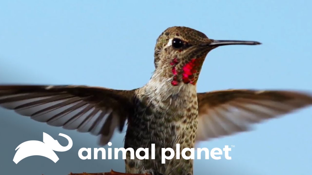 Colibríes y su habilidad de vuelo en reversa | Los Secretos del Mundo Animal | Animal Planet