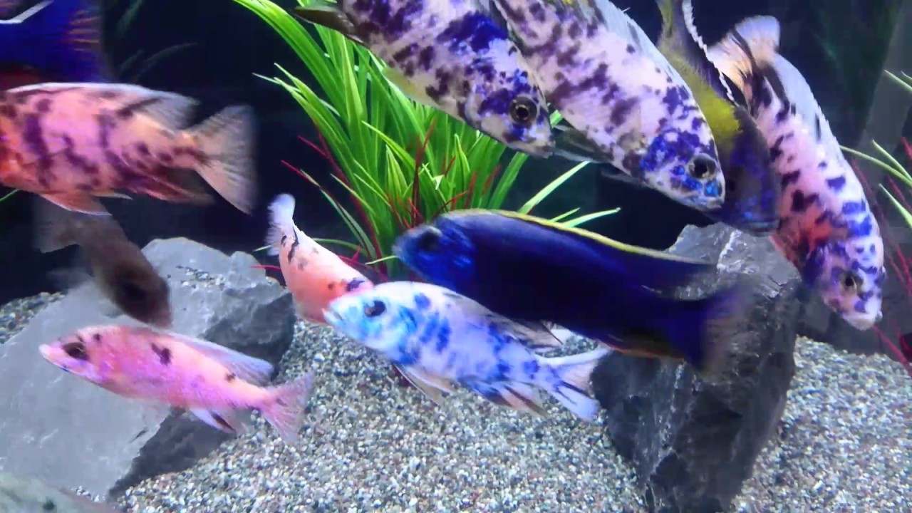 Malawi cichlids. Peacock and hap tank