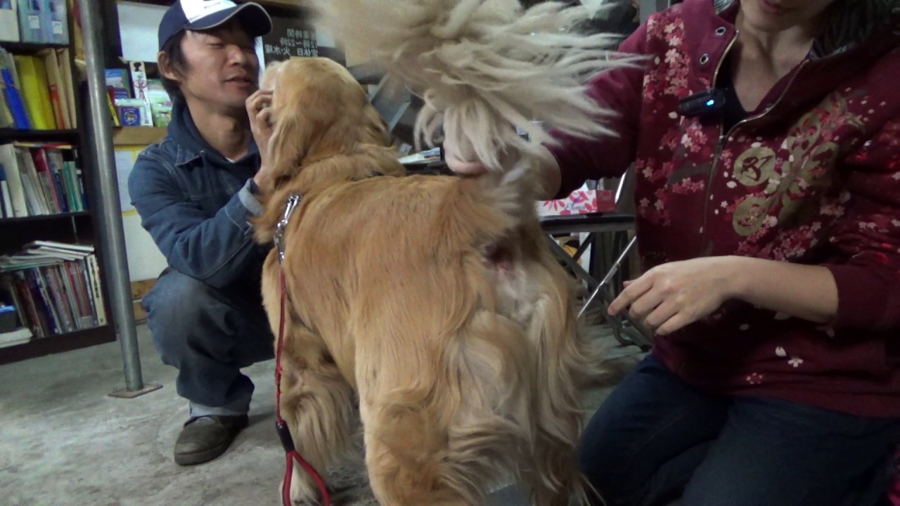 犬の肛門腺の絞り方