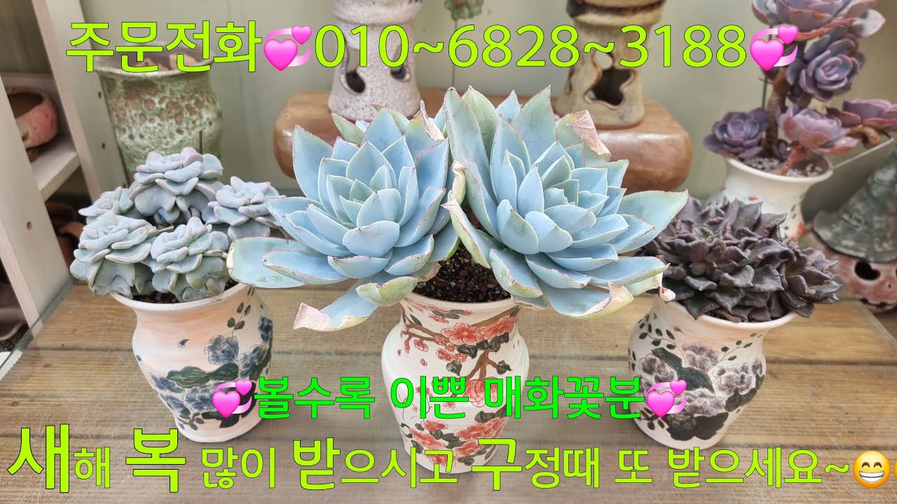 (26.1.1.목)💞1월7일까지💞백봉전용흙 분갈이 set💞판매해요~😁😆