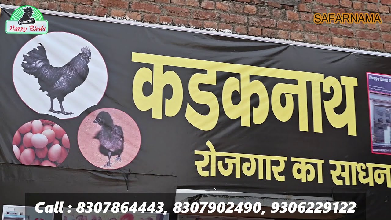 KADAKNATH POULTRY FARM / NEW BUSINESS IDEA 2021/ HAPPY BIRDS FARMING