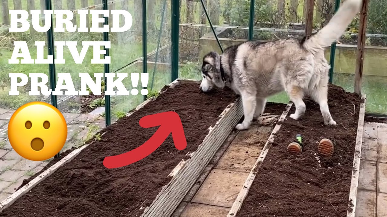 BURIED ALIVE PRANK ON MY HUSKIES! [FEMALE v MALE v PUPPY!]