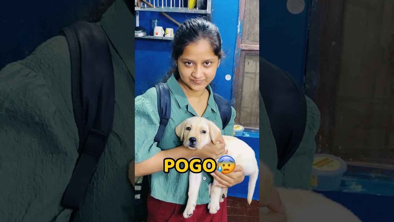Pogo Ka First Vaccination🥲🥲 #shorts #vlog #minivlog #puppy #vaccination