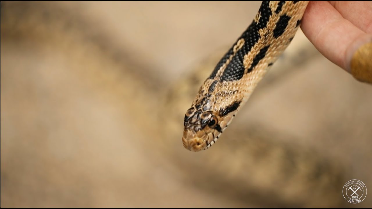 Gopher Snakes The coolest snake in the American West #snake #reptile #animals