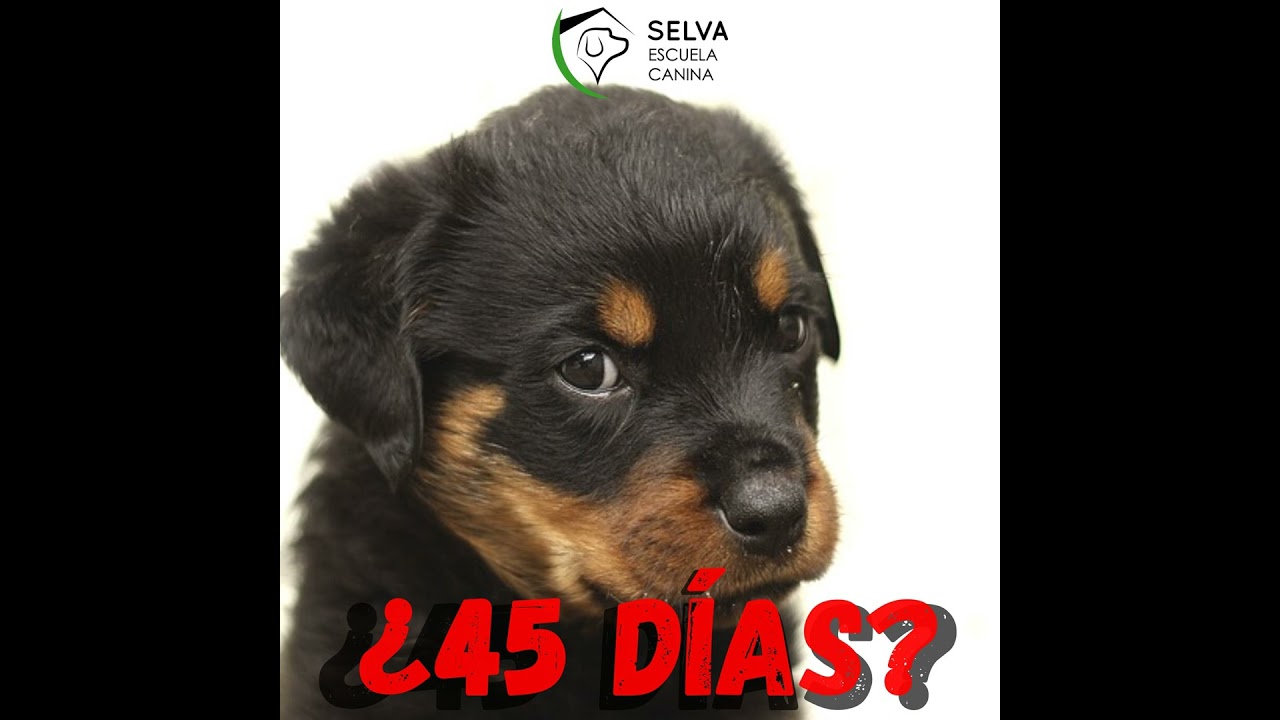¿CUÁNDO SEPARAR al CACHORRO de la MADRE... y por qué? 🙉¡ATENCIÓN!