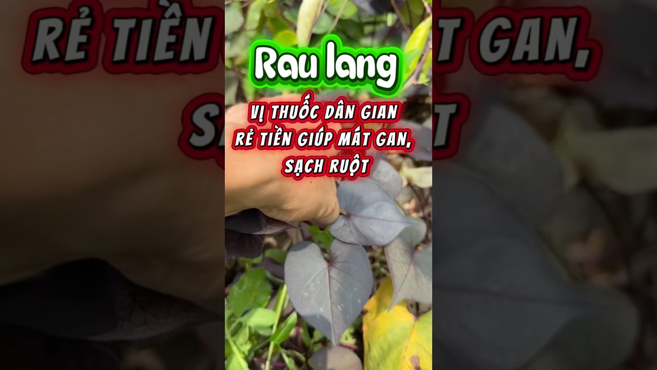 Rau lang – Vị thuốc dân gian rẻ tiền giúp mát gan, sạch ruột