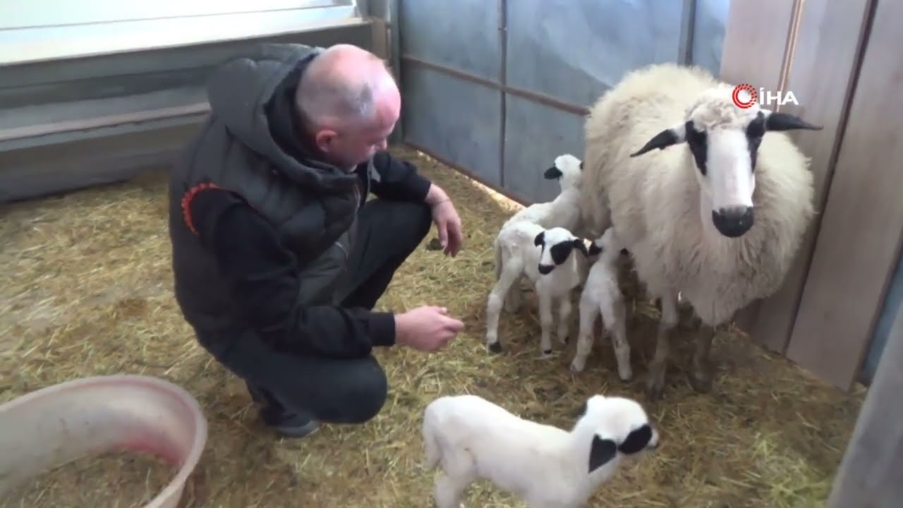 Amasya’dan Aldığı Koyunlar İkişer- Üçer Kuzuluyor