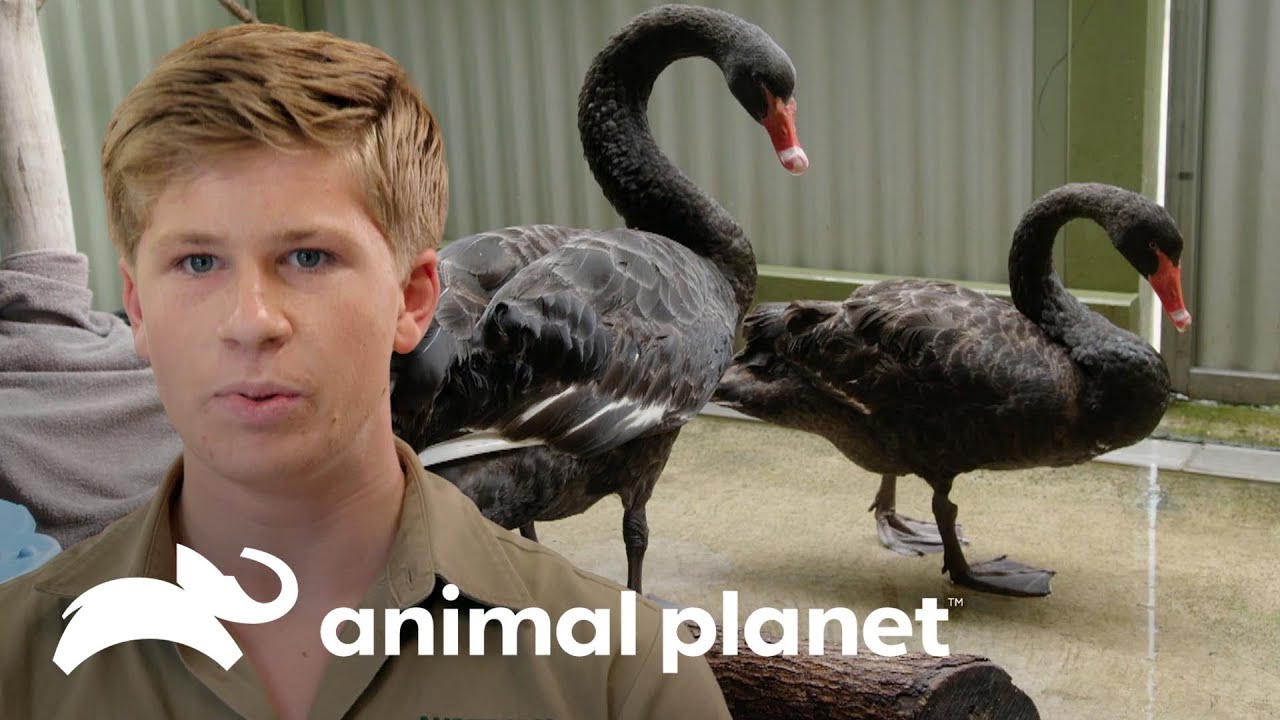 Equipe examina dois cisnes negros | A Família Irwin | Animal Planet Brasil