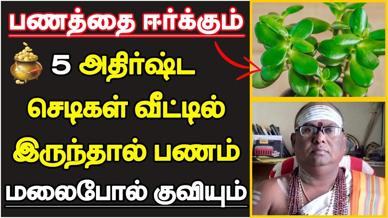 பணத்தை ஈர்க்கும் 5 அதிர்ஷ்ட செடிகள் வீட்டில் இருந்தால் பணம் மலைபோல் குவியும் | lucky plants tamil