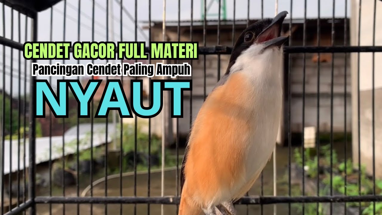 burung cendet gacor FULL EMOSI TINGGI untuk PANCINGAN CENDET AGAR BUNYI, jadikan BURUNG PENTET GACOR