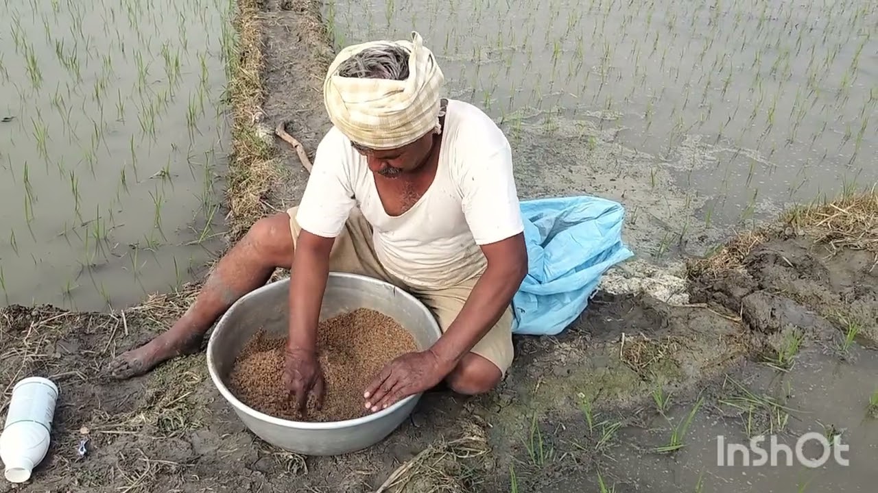 మా వరికి గడ్డి మందు చల్లినం🌾🌾🌾 #farming #Ramchandramfarmer #Gajwel #paddycrop #telangana 