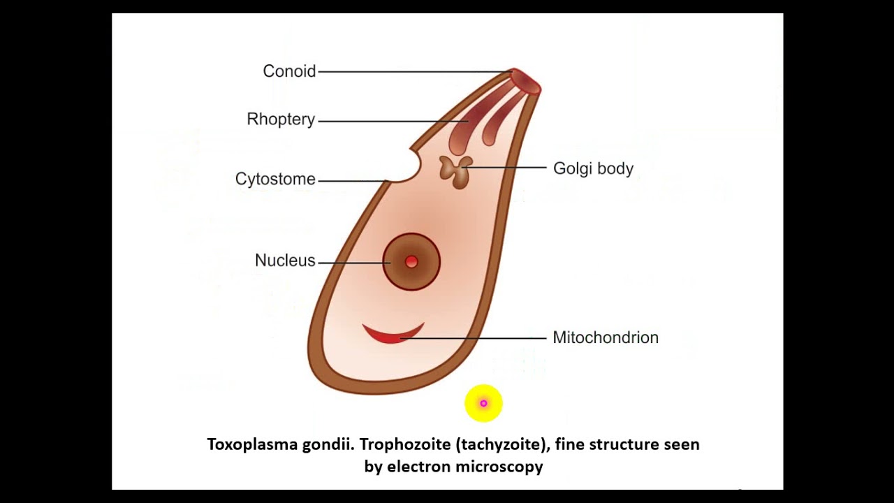 Toxoplasma gondii