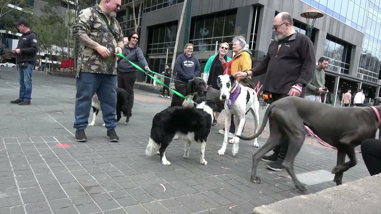 Great Dane Lovers August walk on International Dogs Day.Southbank Melbourne.
