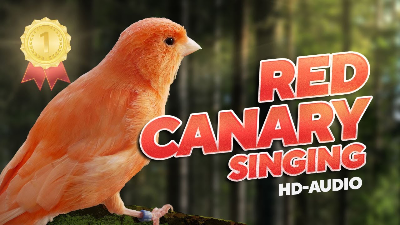 Red Canary 12h Training