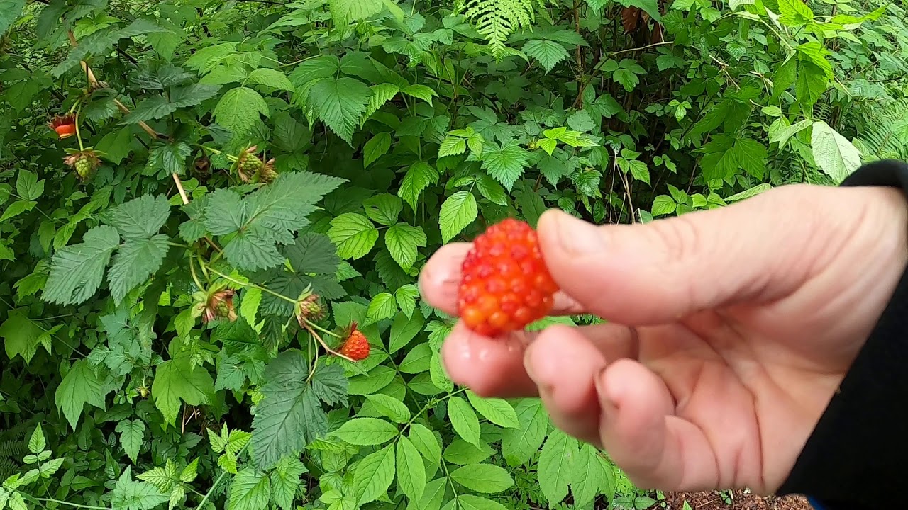 1 Plant walk with Dirt Girl: Native Plants of Washington