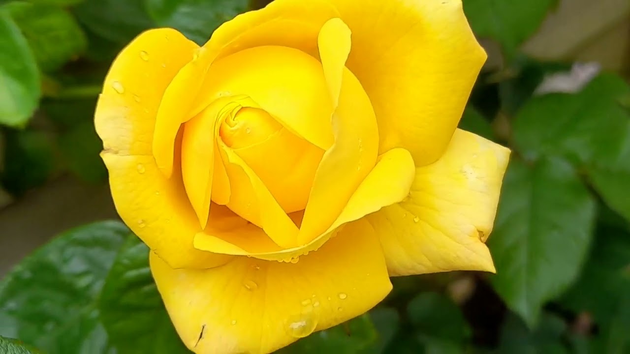 Rose Arthur Bell Blooming  May 2022