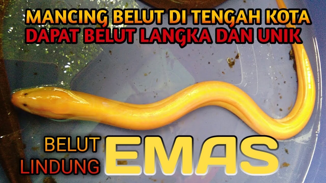 MANCING BELUT DI EMPANG TERNYATA ADA BELUT LANGKA DAN UNIK || BELUT ALBINO