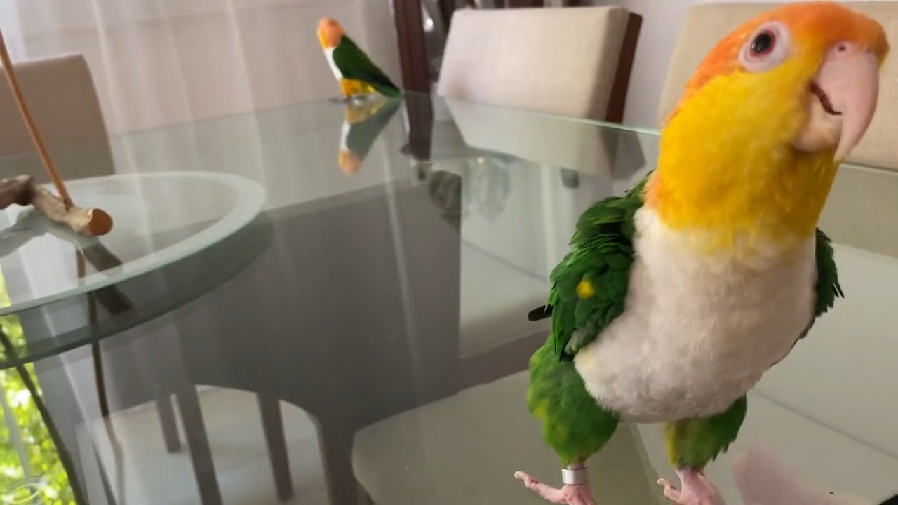 OLHA QUE INCRIVEL - MANDANDO BEIJO, DANDO A PATA E FALANDO - MARIANINHA